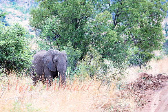 Tshukudu Bush Lodge